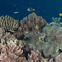 Orangefin Anemonefish, photo 6
