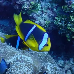 Orangefin Anemonefish, photo 8