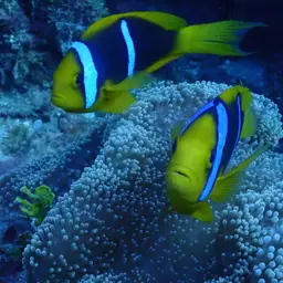 Orangefin Anemonefish, photo 9