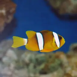 Clark's anemonefish