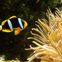 Clark's anemonefish, photo 2