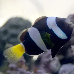 Clark's anemonefish, photo 3
