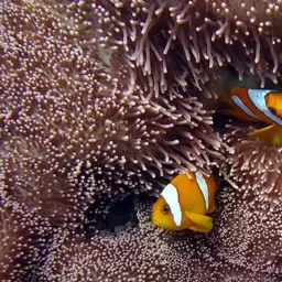 Clark's anemonefish, photo 4