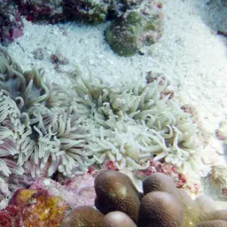 Clark's anemonefish, photo 5