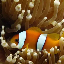Clark's anemonefish, photo 6