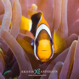 Clark's anemonefish, photo 7