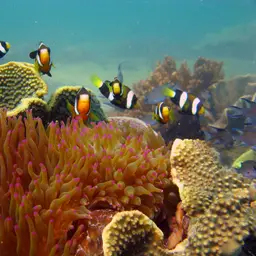 Clark's anemonefish, photo 8