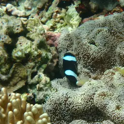 Clark's anemonefish, photo 9