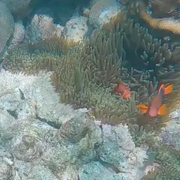 Tomato Clownfish