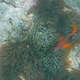 Tomato Clownfish, photo 2