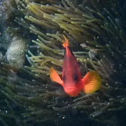 Tomato Clownfish, photo 3