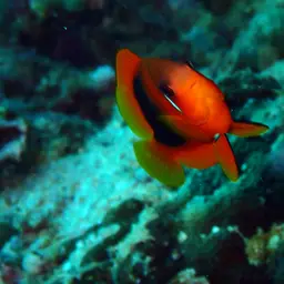 Tomato Clownfish, photo 4