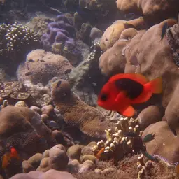 Tomato Clownfish, photo 5