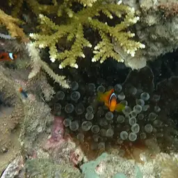 Tomato Clownfish, photo 6