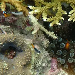 Tomato Clownfish, photo 7