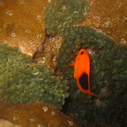 Tomato Clownfish, photo 8