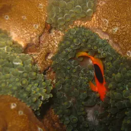Tomato Clownfish, photo 9