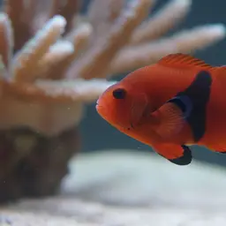 Tomato Clownfish, photo 10