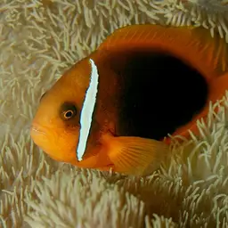 Tomato Clownfish
