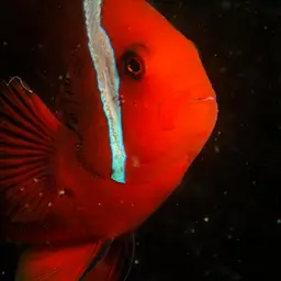 Tomato Clownfish, photo 2