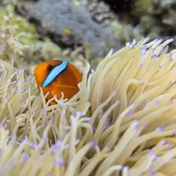 Tomato Clownfish, photo 3