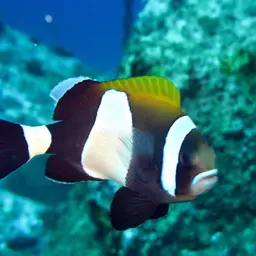 Blue-lip Anemonefish