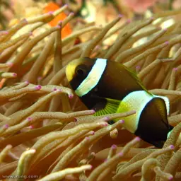 Blue-lip Anemonefish, photo 2