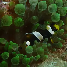 Blue-lip Anemonefish, photo 3