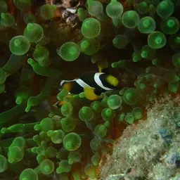 Blue-lip Anemonefish, photo 4