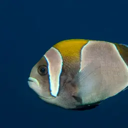 Blue-lip Anemonefish, photo 5