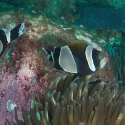 Blue-lip Anemonefish, photo 6