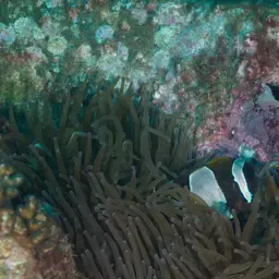 Blue-lip Anemonefish, photo 7