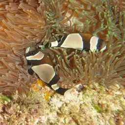 Blue-lip Anemonefish, photo 8