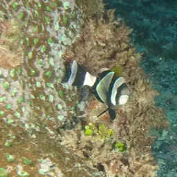 Blue-lip Anemonefish, photo 9