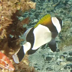 Blue-lip Anemonefish, photo 10