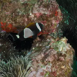 Blue-lip Anemonefish, photo 12