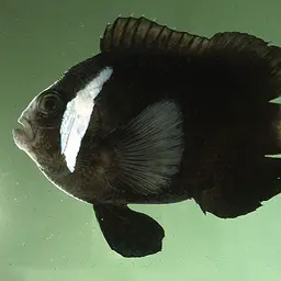 Mcculloch's Anemonefish