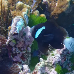 Mcculloch's Anemonefish, photo 2