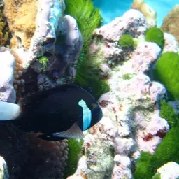 Mcculloch's Anemonefish, photo 3