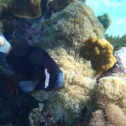 Mcculloch's Anemonefish, photo 4
