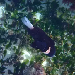 Mcculloch's Anemonefish, photo 5