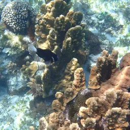 Mcculloch's Anemonefish, photo 6