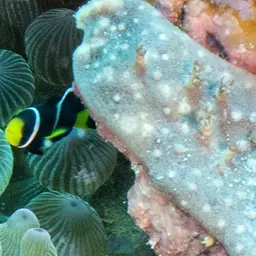 Mcculloch's Anemonefish, photo 7