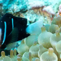 Mcculloch's Anemonefish, photo 8