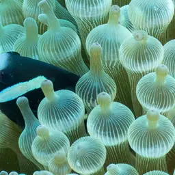 Mcculloch's Anemonefish, photo 9