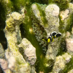 Mcculloch's Anemonefish, photo 10