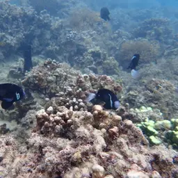 Mcculloch's Anemonefish, photo 11