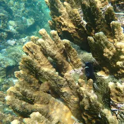 Mcculloch's Anemonefish, photo 12