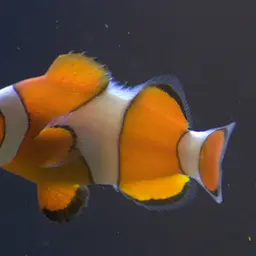 Ocellaris Clownfish