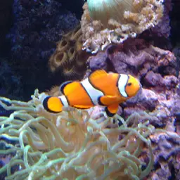 Ocellaris Clownfish, photo 2